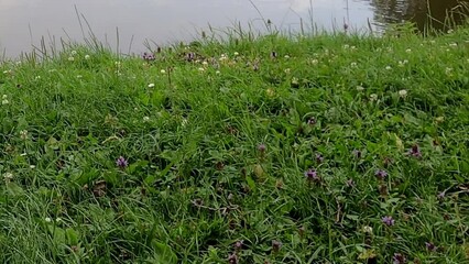 Wall Mural - Zoom out shot of grassland and flowers by a reflecting pond