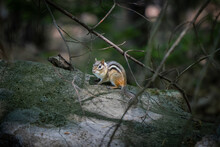 Chipmunk In The Forest