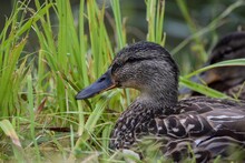 Closeup Of A Female Duck In Green Grass