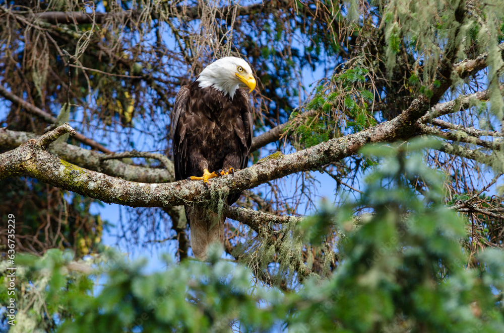 North American bald eagles hunting and scavaging on the pacific ...