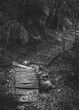 Vertical of a wooden trail covered with fallen leaves in a forest shot in grayscale