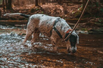 Canvas Print - Pointer dog drinking water from a river in a forest with a leash looped around a tree trunk