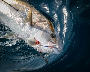 Canvas Print - Greater amberjack fish swimming in a clear body of water