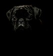 Adorable black pug dog with a melancholic expression on his face