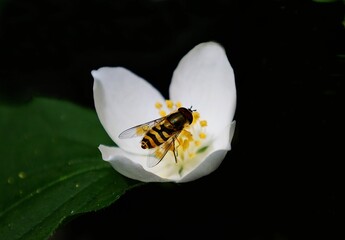 Poster - Close-up of a bee perched atop a vibrant white flower