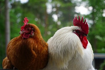 Canvas Print - Rooster and chicken on a farm with green trees in the background