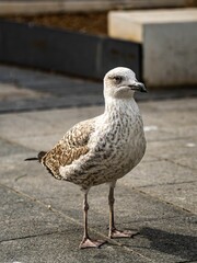 Canvas Print - Vertical closeup of a beautiful seagull standing on the ground on the streets