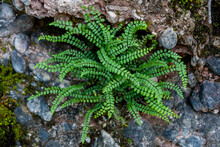 Maidenhair Spleenwort (Asplenium Trichomanes)