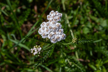 Canvas Print - Common Yarrow Flower, Geo Weg - Ziegelbrücke und Amden