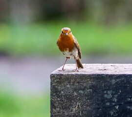 Sticker - Closeup shot of a small robin with orange feathers sitting in a park