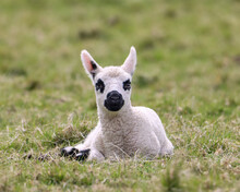 Closeup Of A Cute Black Spotted Lamb Lying On The Green Grass