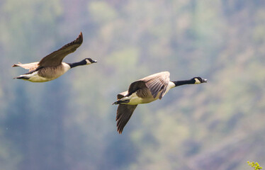 Poster - Closeup of two geese in flight in daylight