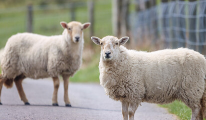 Poster - Closeup of two sheep standing on the roadway on a background of a green field