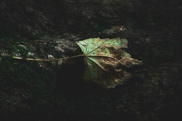 Poster - Closeup shot of a drying dead green brown leaf on a forest floor