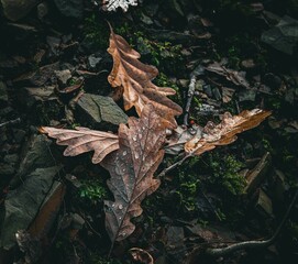 Canvas Print - Closeup of dry oak leaves on the ground with droplets on them, cool for background