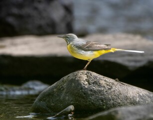 Canvas Print - Yellow Mountain Wagtail (Motacilla cinerea)  bird perched on a rock near a tranquil lake