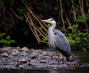 Wall Mural - Stunning grey heron perched on a rocky cliff with a view of the River Cynon