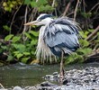 Majestic grey heron stands atop a rocky shoreline, gazing out over the River Cynon