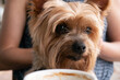 Yorkshire Terrier dog sitting on owner's lap in cafe. Close up on face.
