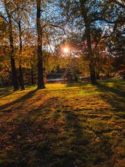 Wall Mural - Vertical of glowing sunlight shining through the forest trees covered in autumn foliage, fall colors