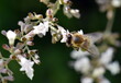 Biene an einer weißen Blüte
