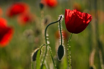 Wall Mural - Selective focus shot of a blooming bright red poppy on a field