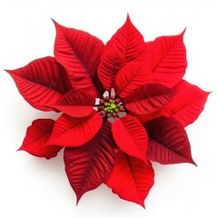 Wall Mural - Beautiful poinsettia isolated on white background top view created with Generative AI technology.