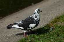 Closeup Shot Of A Spotted Black And White Pigeon In A Park