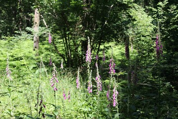 Poster - View of the lady's glove floral plants growing in the greenery under the sunlight