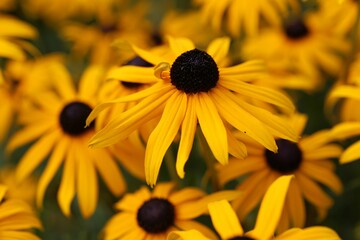 Wall Mural - Selective focus of yellow black-eyed Susan (Rudbeckia hirta) flowers in a yard