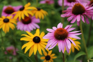 Wall Mural - Selective focus of yellow and pink black-eyed Susan (Rudbeckia hirta) flowers in a yard