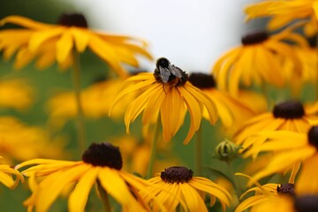 Sticker - Close-up of a bee collecting nectar from a black-eyed Susan (Rudbeckia hirta) flower in a garden