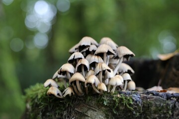 Sticker - Closeup of small mushrooms toadstools growing in the forest