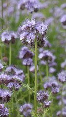 Poster - Lush landscape with a field of bright purple Phacelia tanacetifolia flowers