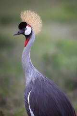 Canvas Print - a grey and white bird with a gold colored crown on his head