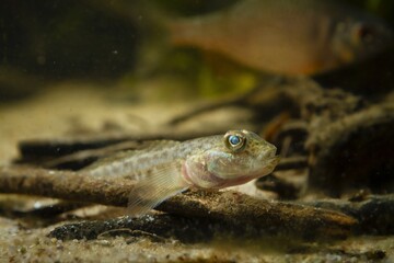 Wall Mural - wild caught monkey goby on sand bottom, cute dwarf freshwater fish, endemic of Southern Bug river, European coldwater biotope design aquarium, highly adaptable and dangerous species, low light mood