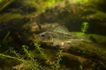 Wall Mural - captive domesticated young Eurasian ruffe, careful wild freshwater fish, omnivore coldwater species in European river biotope design aquarium, elodea vegetation, low light mood, blurred background