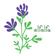 Isolated alfalfa illustration