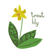 Isolated trout lily illustration