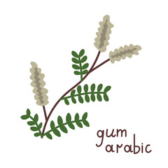 Isolated gum arabic illustration