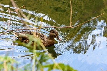 Poster - Brown duck swimming in water