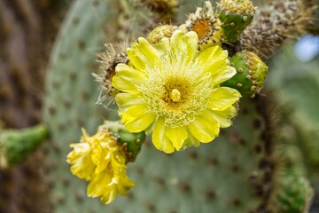 Poster - Closeup of yellow Opuntia galapageia flowers