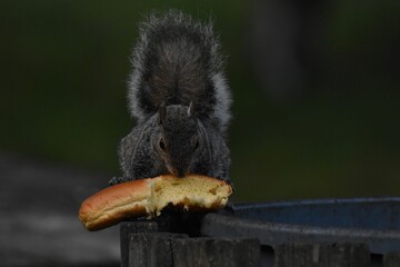 Poster - grey squirrel eating a loaf of bread from the trash