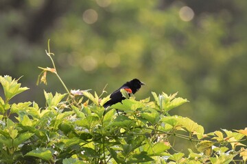 Sticker - singing bird on a tree