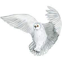 Watercolour - Vector 5. Hand Drawn Bird Owl-2.