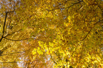 Wall Mural - Autumn leaves on the sun. Fall tree background.