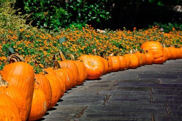 pumpkin patch on the ground