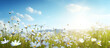 © SHOTPRIME STUDIO - Spring camomile meadow summer green plant white nature sunlight field blue