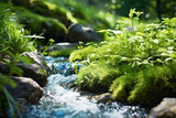 Fototapeta Tęcza - The gentle light of spring illuminates the slowly flowing stream, and the scenery of spring where young grasses and sprouts begin to grow vigorously is an environment suitable for nature and water.
