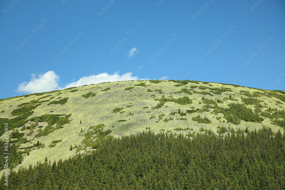 Mountain landscape with coniferous forest and blue sky in Carpathians, Ukraine